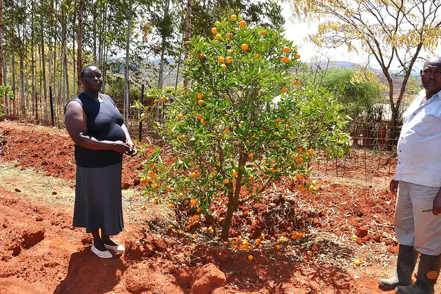 Two farmers stand beside a young orange tree in Machakos