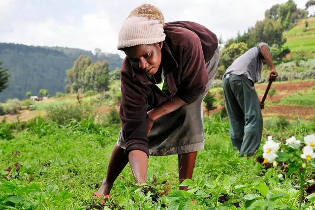 A woman farmer weeds a hillside plot