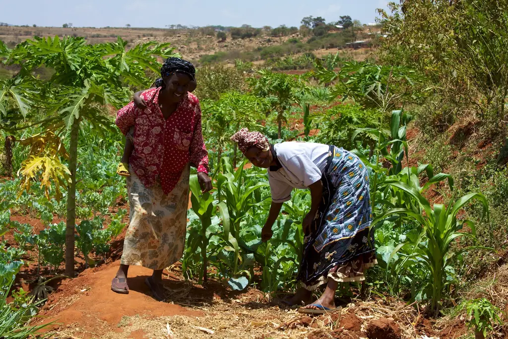 Two women tend maize and vegetables on a farming group plot in Machakos, Kenya